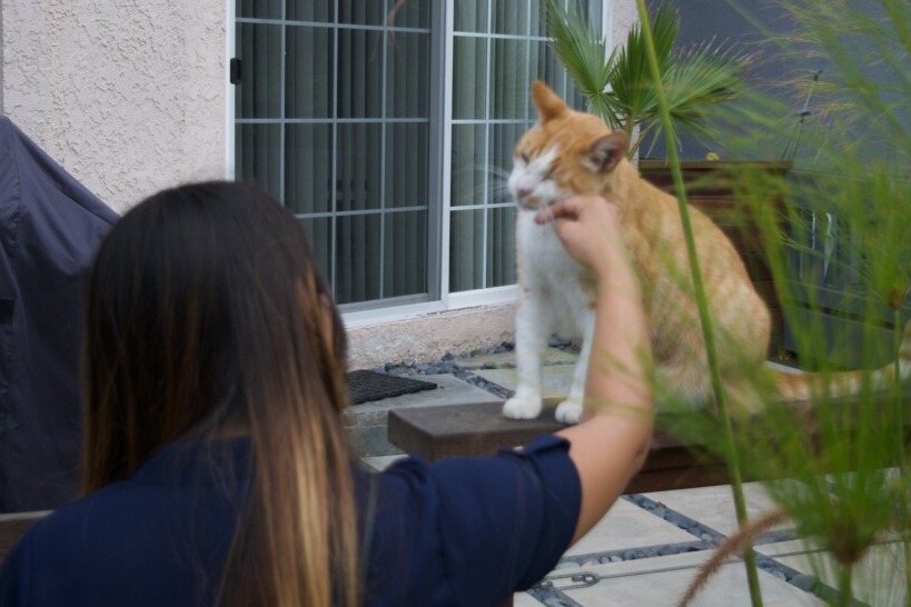 Helen giving an orange and white cat a chin scratch