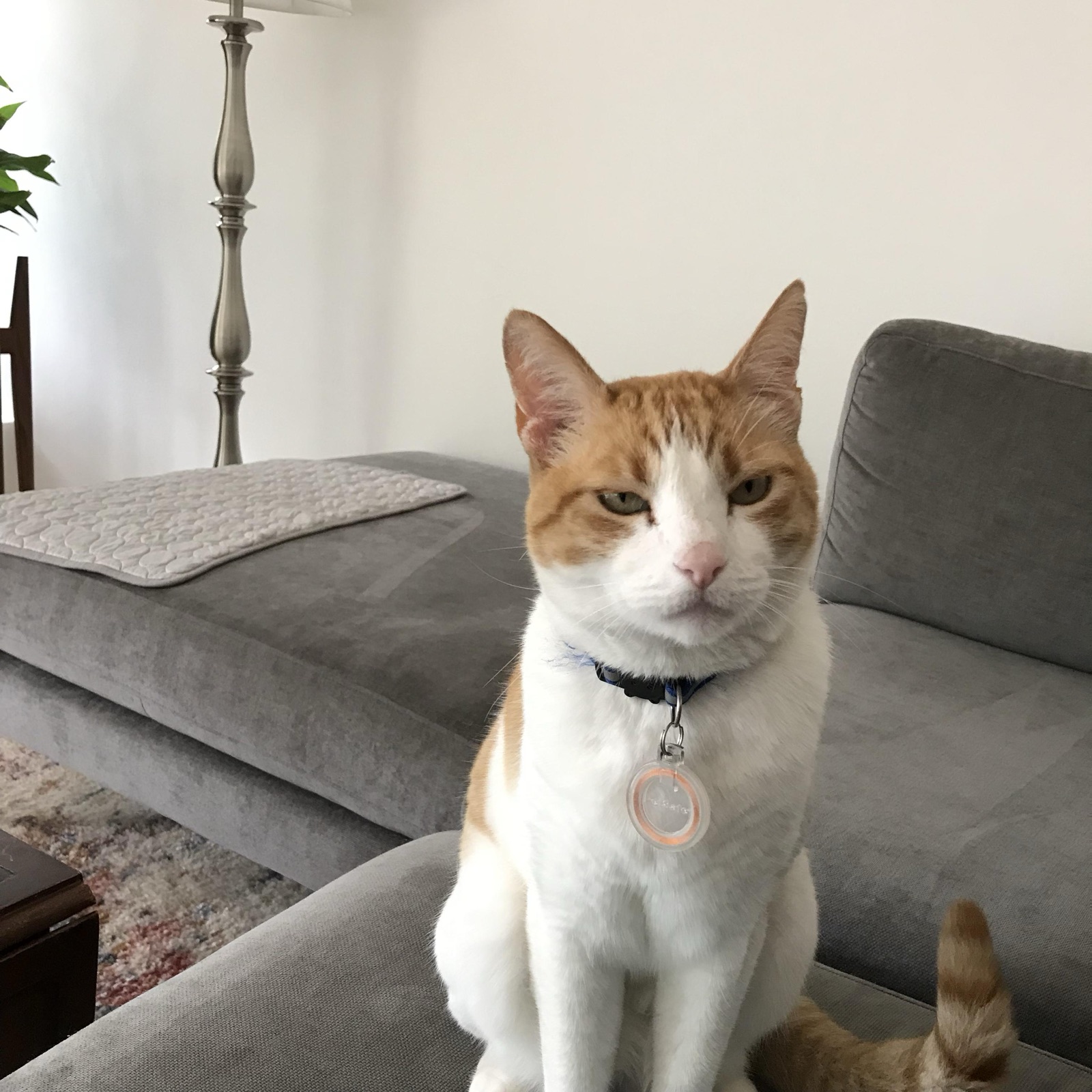 An orange and white cat sitting on a grey sofa at home
