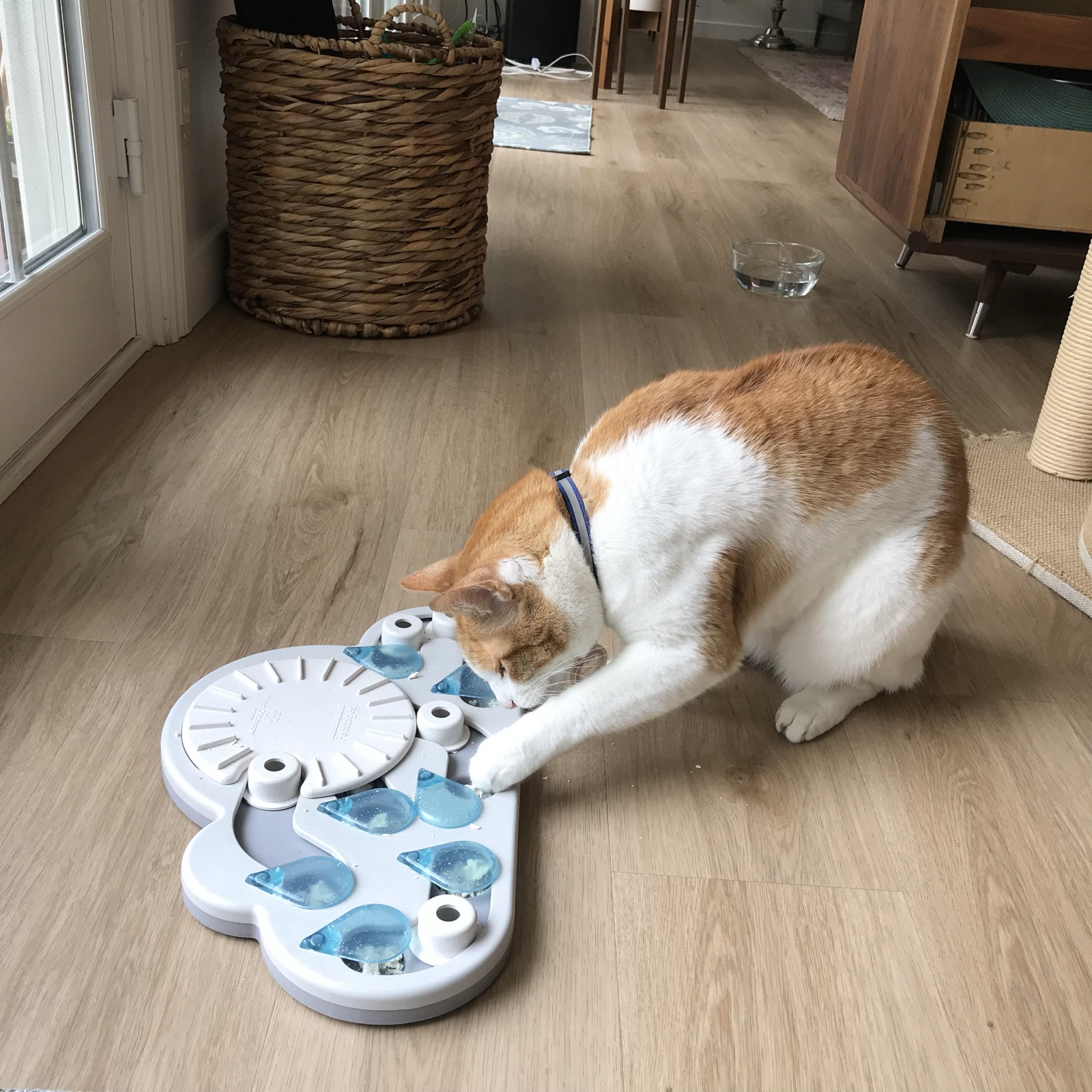 An orange and white cat working a puzzle feeder