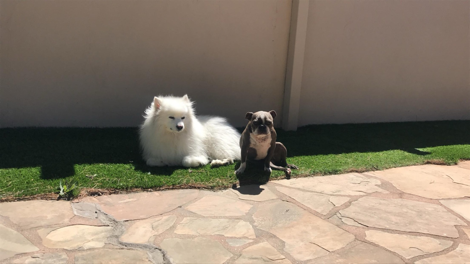 A white fluffy dog and a small dark dog on a lawn